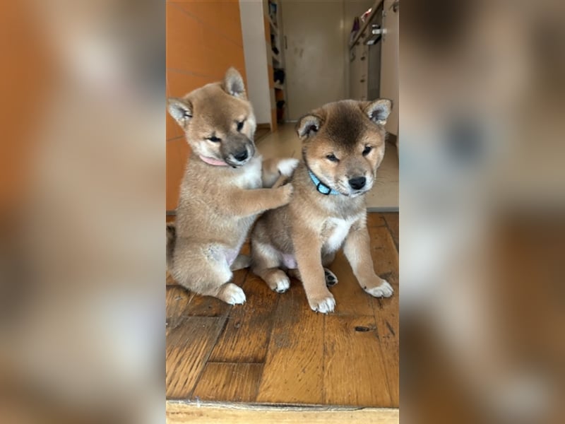 Hervorragender Shiba-Inu-Wurf mit hervorragendem Ausstellungspotenzial