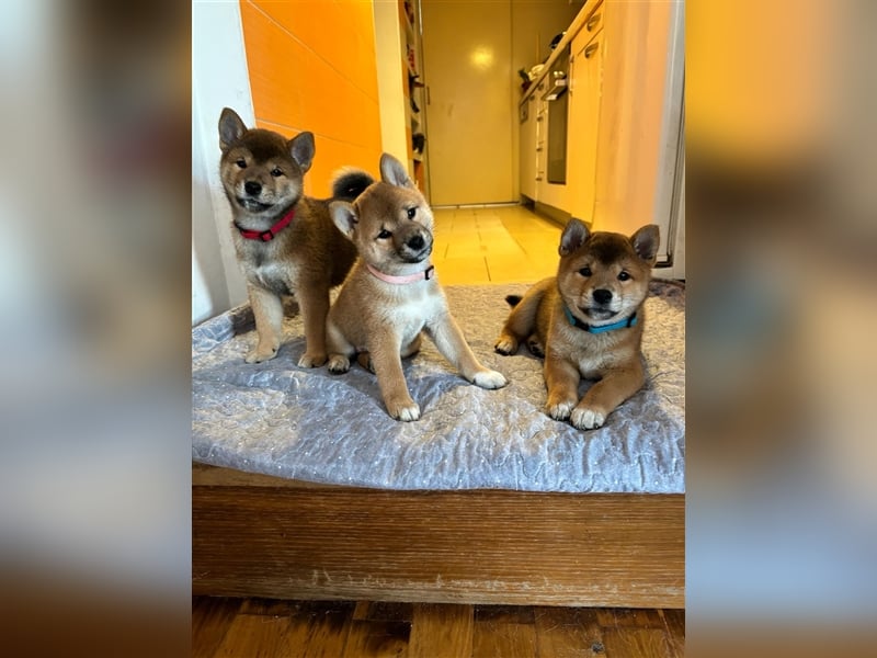 Hervorragender Shiba-Inu-Wurf mit hervorragendem Ausstellungspotenzial