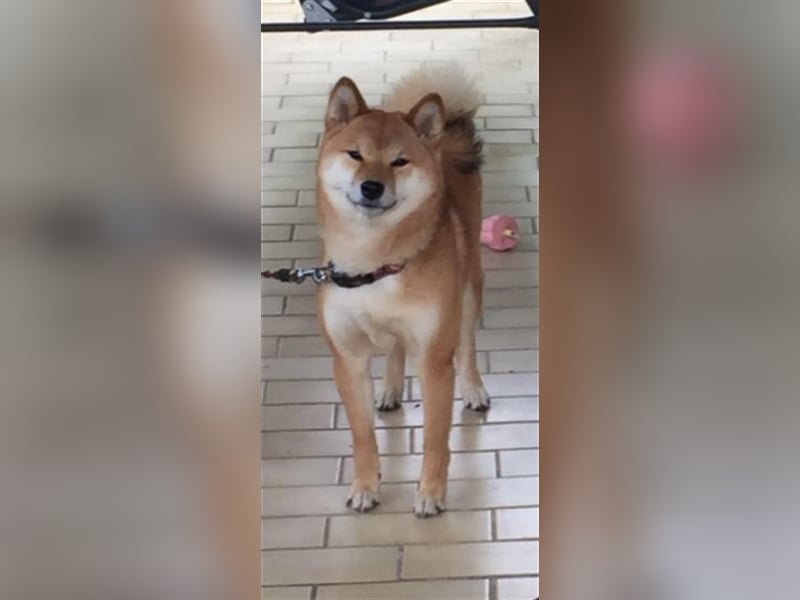 Hervorragender Shiba-Inu-Wurf mit hervorragendem Ausstellungspotenzial