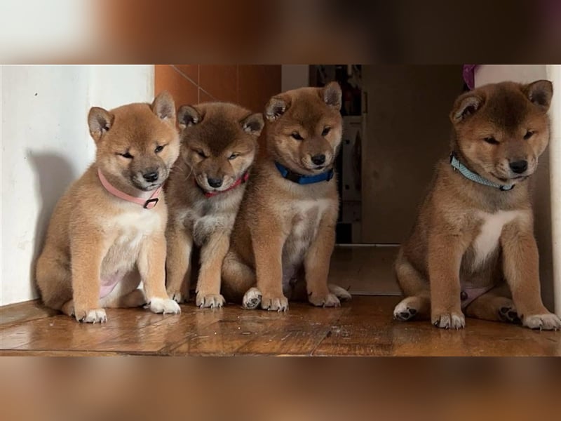 Hervorragender Shiba-Inu-Wurf mit hervorragendem Ausstellungspotenzial