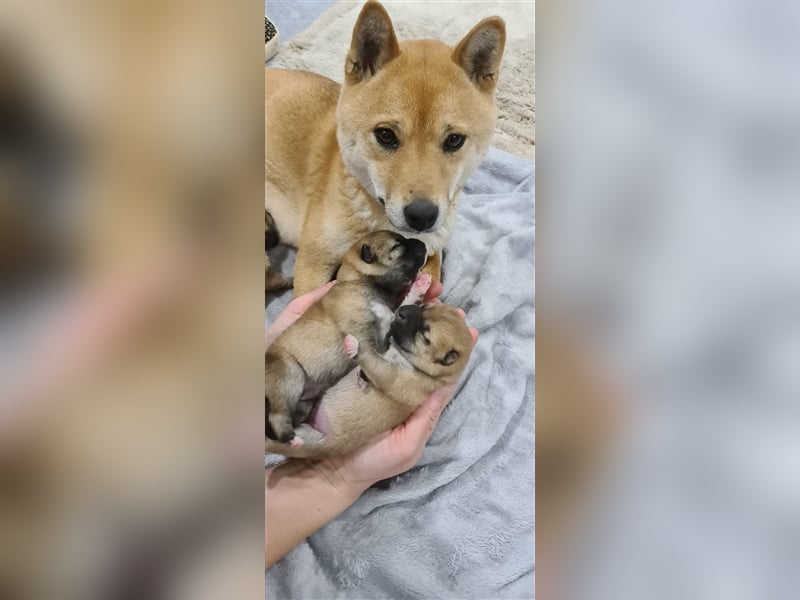 Wurfankündigung - Oktober 24 - Reinrassige Shiba - Inu Welpen! Langjährige Shiba-Liebe!