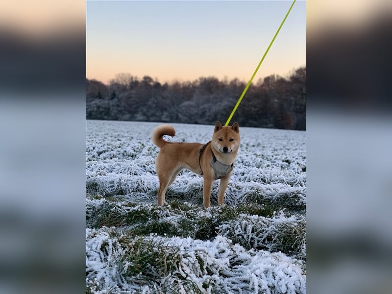 Wurfankündigung - Oktober 24 - Reinrassige Shiba - Inu Welpen! Langjährige Shiba-Liebe!