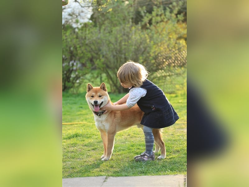 Wurfankündigung - Oktober 24 - Reinrassige Shiba - Inu Welpen! Langjährige Shiba-Liebe!