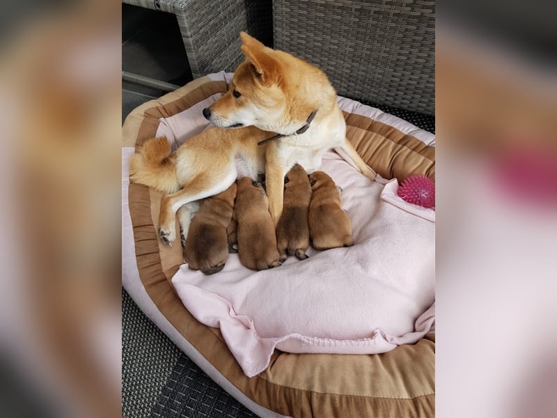 Wurfankündigung - Oktober 24 - Reinrassige Shiba - Inu Welpen! Langjährige Shiba-Liebe!