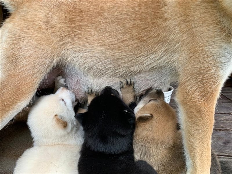 Wurfankündigung - Oktober 24 - Reinrassige Shiba - Inu Welpen! Langjährige Shiba-Liebe!