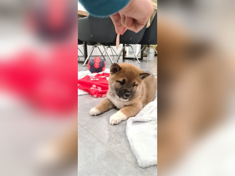 Wurfankündigung - Oktober 24 - Reinrassige Shiba - Inu Welpen! Langjährige Shiba-Liebe!