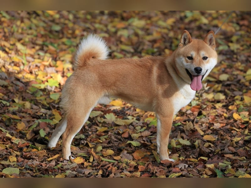 Wurfankündigung - Oktober 24 - Reinrassige Shiba - Inu Welpen! Langjährige Shiba-Liebe!