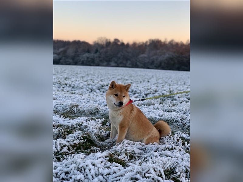 Wurfankündigung - Oktober 24 - Reinrassige Shiba - Inu Welpen! Langjährige Shiba-Liebe!