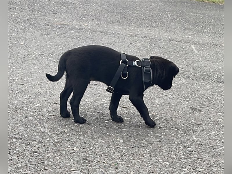 Shiba inu x patterdale terrier