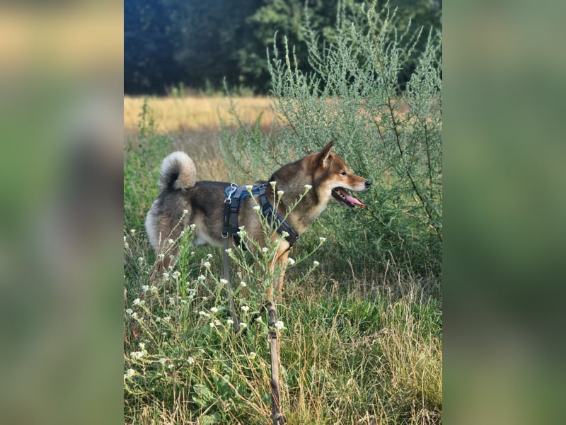 Shiba Inu „Lucky“ – Ein außergewöhnlicher Hund für besondere Nachkommen