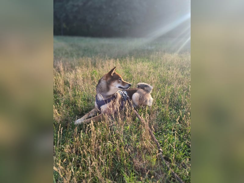 Shiba Inu „Lucky“ – Ein außergewöhnlicher Hund für besondere Nachkommen