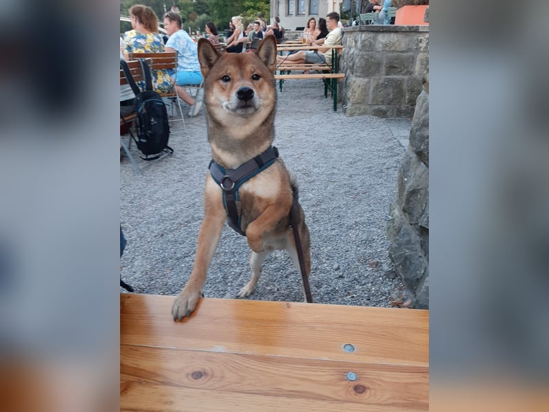 Shiba Inu „Lucky“ – Ein außergewöhnlicher Hund für besondere Nachkommen