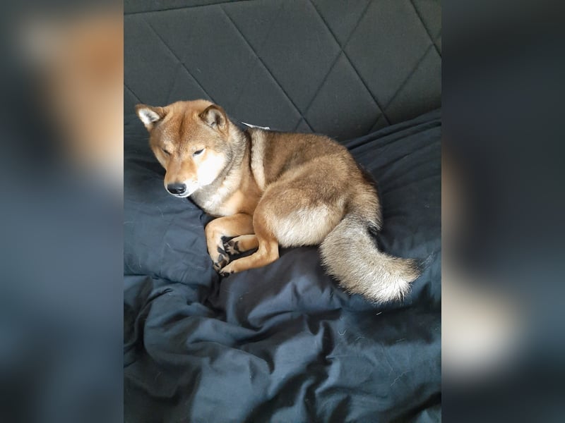 Shiba Inu „Lucky“ – Ein außergewöhnlicher Hund für besondere Nachkommen