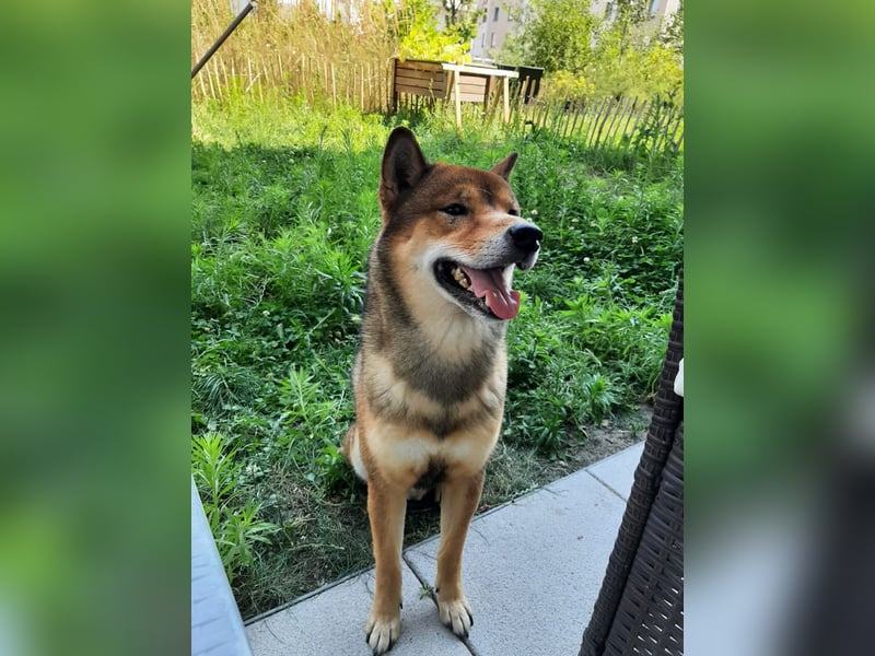 Shiba Inu „Lucky“ – Ein außergewöhnlicher Hund für besondere Nachkommen
