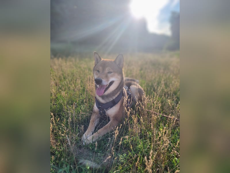Shiba Inu „Lucky“ – Ein außergewöhnlicher Hund für besondere Nachkommen