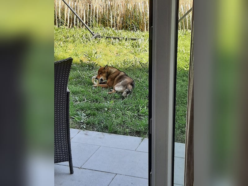 Shiba Inu „Lucky“ – Ein außergewöhnlicher Hund für besondere Nachkommen