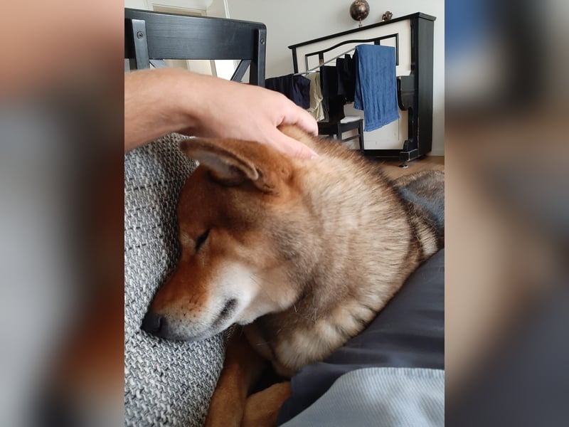 Shiba Inu „Lucky“ – Ein außergewöhnlicher Hund für besondere Nachkommen