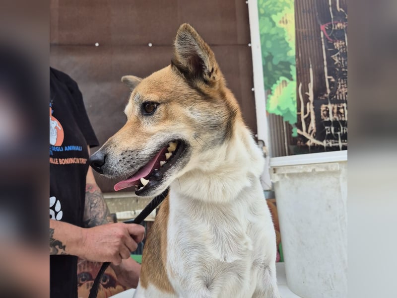 Iuko - lebensfroher Hundejunge sucht Körbchen. bei liebevollen Menschen