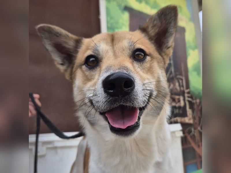 Iuko - lebensfroher Hundejunge sucht Körbchen. bei liebevollen Menschen