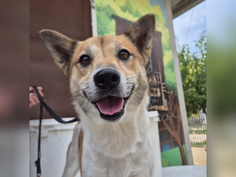 Iuko - lebensfroher Hundejunge sucht Körbchen. bei liebevollen Menschen