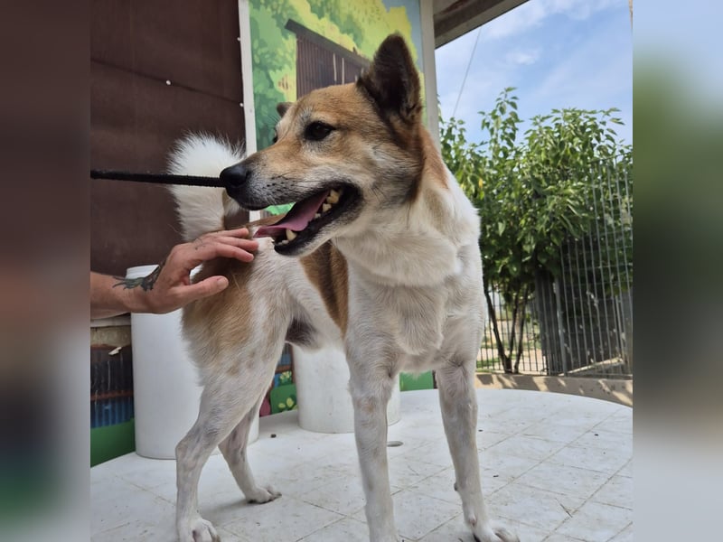 Iuko - lebensfroher Hundejunge sucht Körbchen. bei liebevollen Menschen