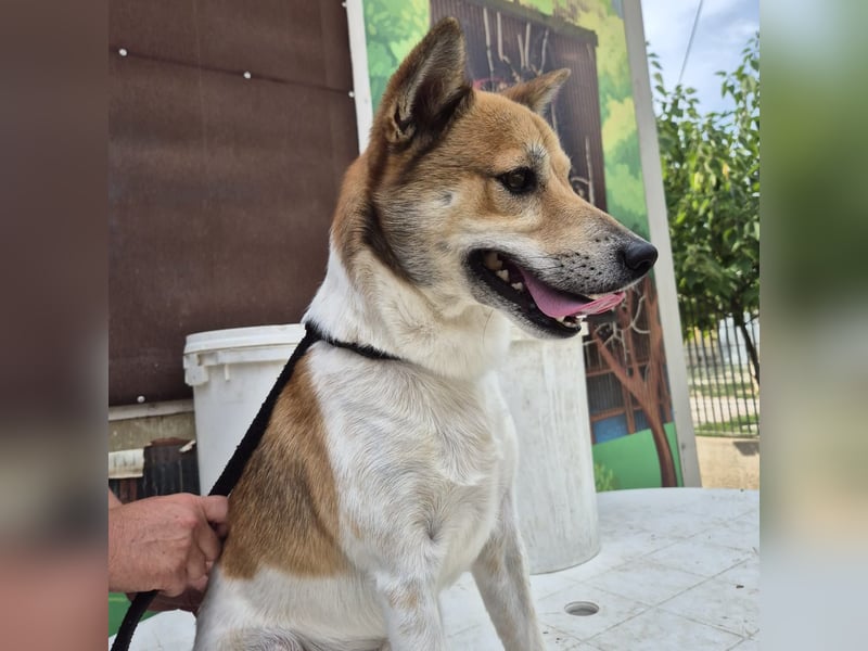 Iuko - lebensfroher Hundejunge sucht Körbchen. bei liebevollen Menschen