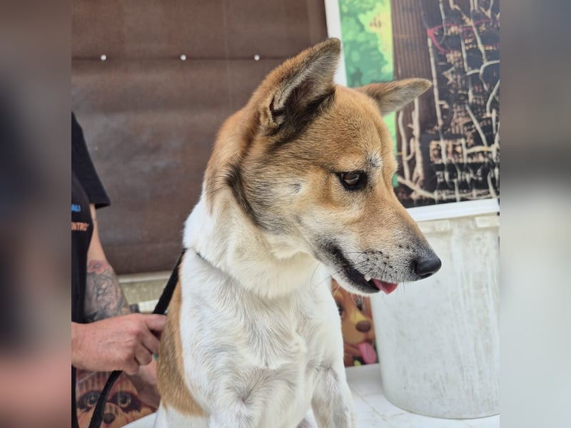 Iuko - lebensfroher Hundejunge sucht Körbchen. bei liebevollen Menschen