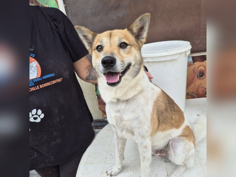 Iuko - lebensfroher Hundejunge sucht Körbchen. bei liebevollen Menschen