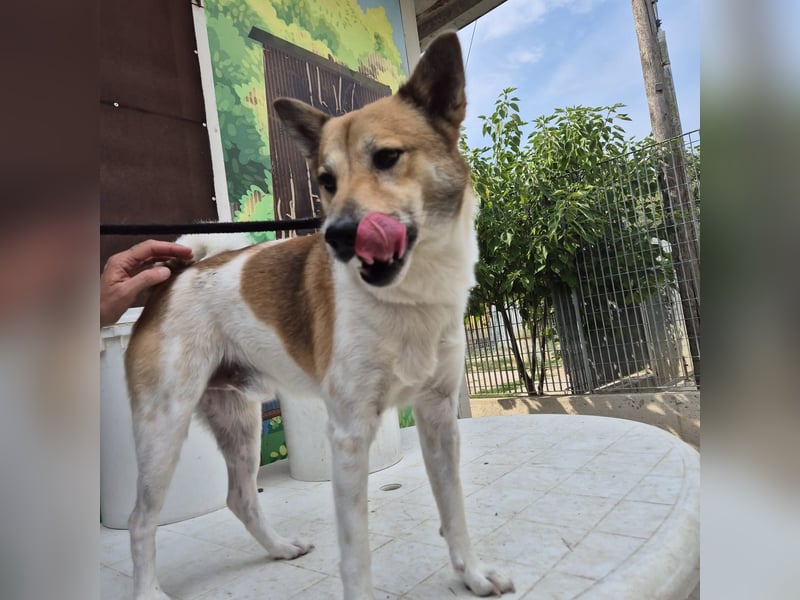 Iuko - lebensfroher Hundejunge sucht Körbchen. bei liebevollen Menschen