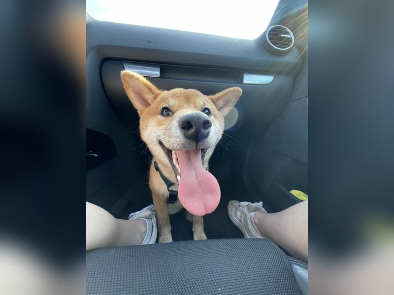 Shiba Inu sucht neues Zuhause