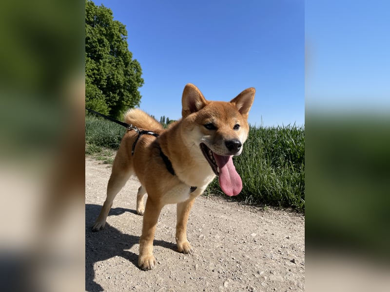 Shiba Inu sucht neues Zuhause