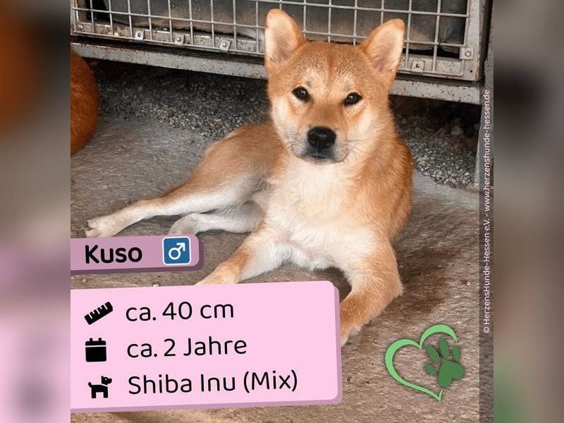 Kuso