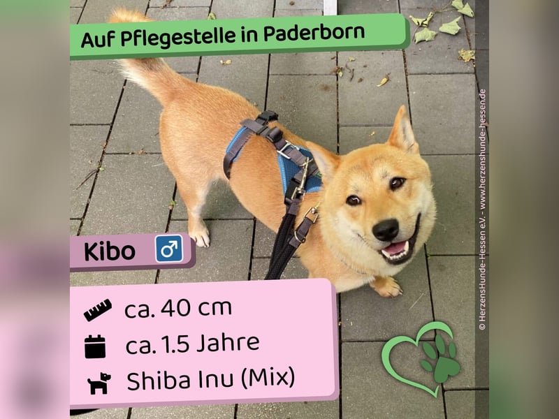 Kibō - klug, lernwillig