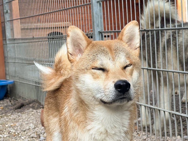 Kuso