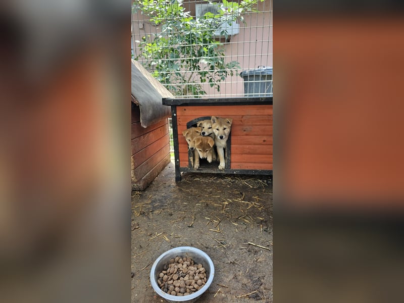 Capone, aktiver Shiba Inu Welpe geb. 2025