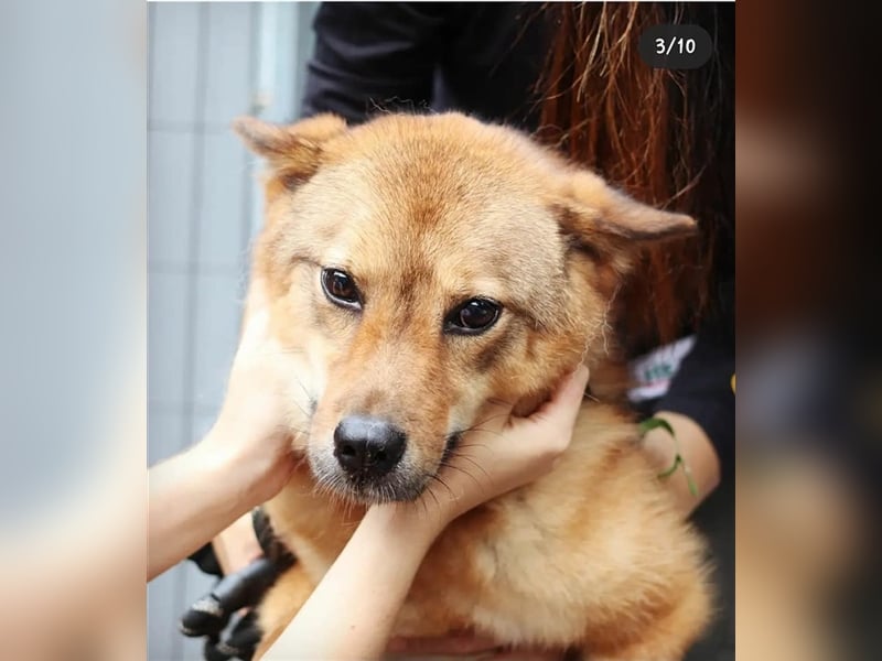 Riley sanfter, schüchterner Mischlingsjunge,15 kg schwer, ca.5 bis 6 Jahre