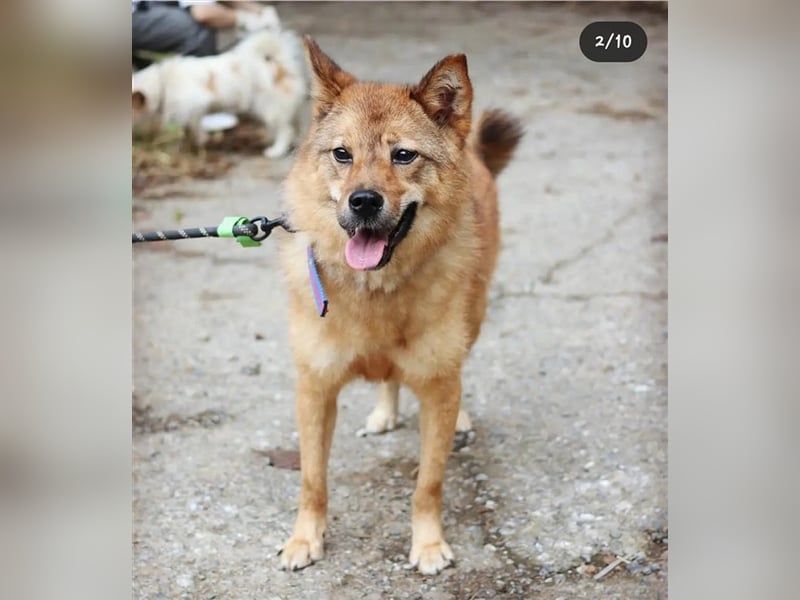 Riley sanfter, schüchterner Mischlingsjunge,15 kg schwer, ca.5 bis 6 Jahre