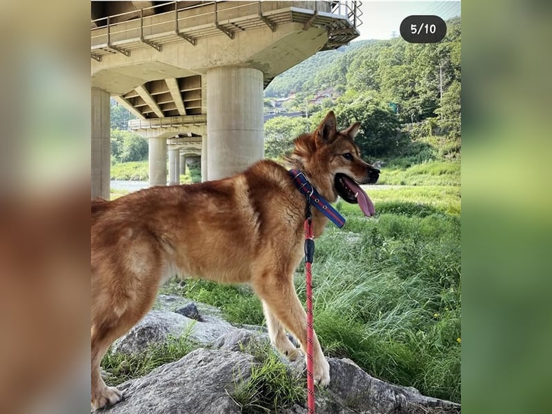 Riley sanfter, schüchterner Mischlingsjunge,15 kg schwer, ca.5 bis 6 Jahre
