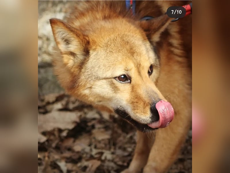 Riley sanfter, schüchterner Mischlingsjunge,15 kg schwer, ca.5 bis 6 Jahre