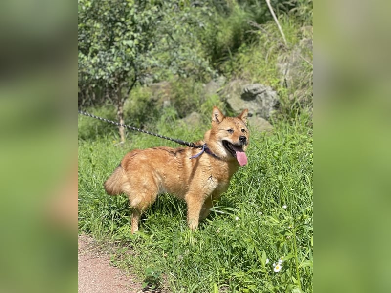 Riley sanfter, schüchterner Mischlingsjunge,15 kg schwer, ca.5 bis 6 Jahre