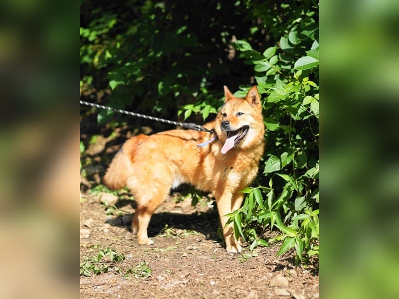 Riley sanfter, schüchterner Mischlingsjunge,15 kg schwer, ca.5 bis 6 Jahre