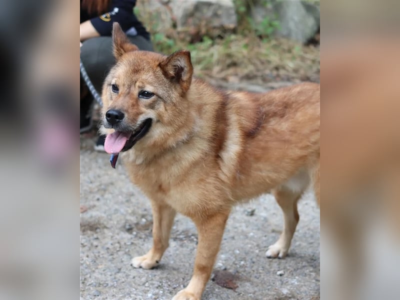 Riley sanfter, schüchterner Mischlingsjunge,15 kg schwer, ca.5 bis 6 Jahre