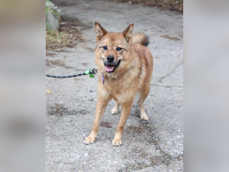 Riley sanfter, schüchterner Mischlingsjunge,15 kg schwer, ca.5 bis 6 Jahre