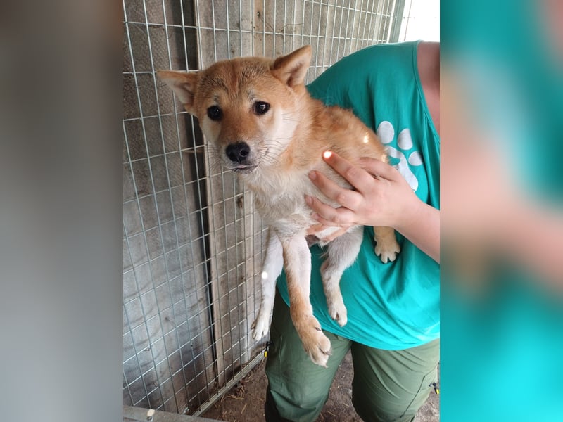 Palinka, junger schüchterner Shiba Inu Rüde