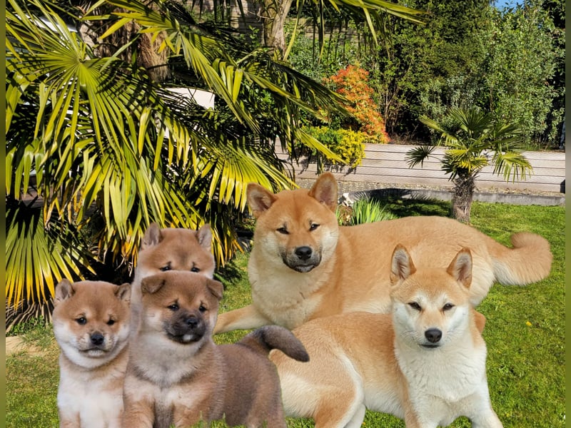 Shiba Inu Welpen