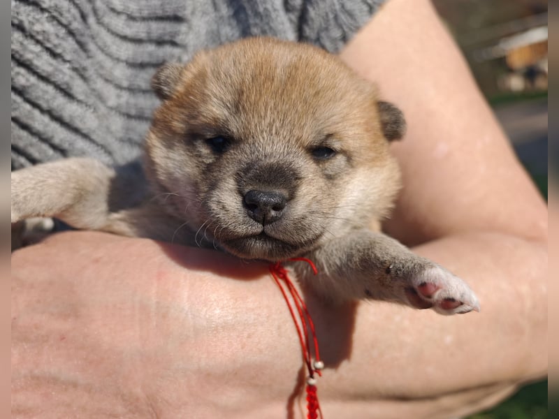 Shiba Inu Knuddels (männlich) suchen liebes zu Hause