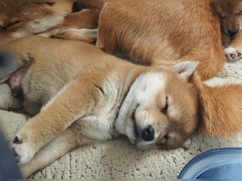 Shiba Inu Knuddels (männlich) suchen liebes zu Hause