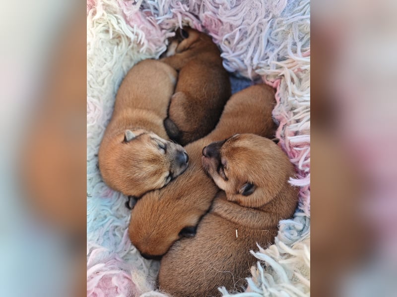 Shiba Inu Knuddels (männlich) suchen liebes zu Hause