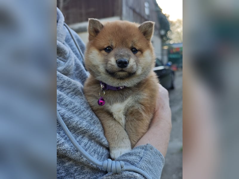 Shiba Inu Knuddels (männlich) suchen liebes zu Hause