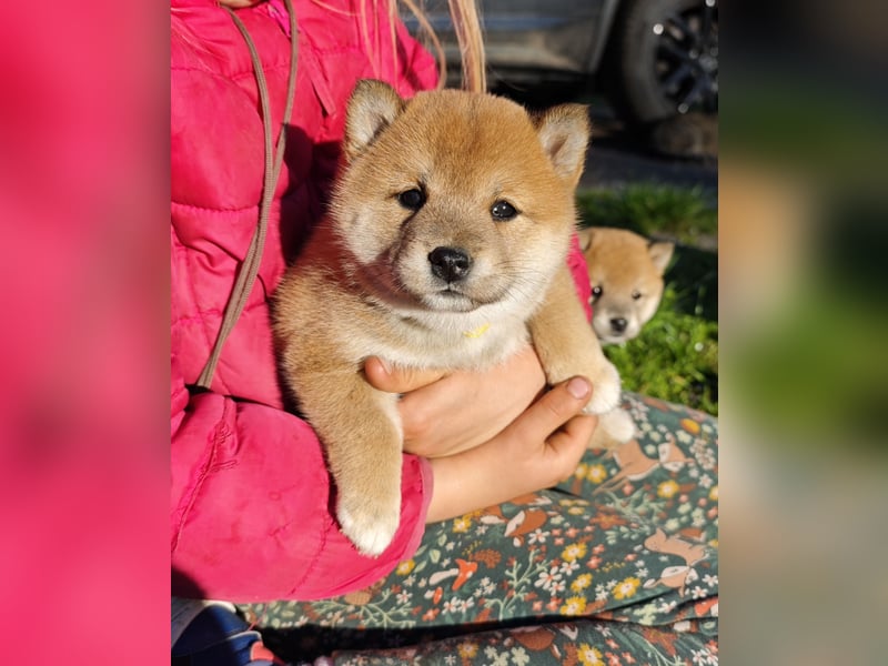 Shiba Inu Knuddels (männlich) suchen liebes zu Hause